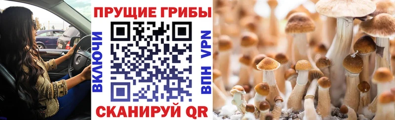 Галлюциногенные грибы Psilocybine cubensis  Вилючинск 